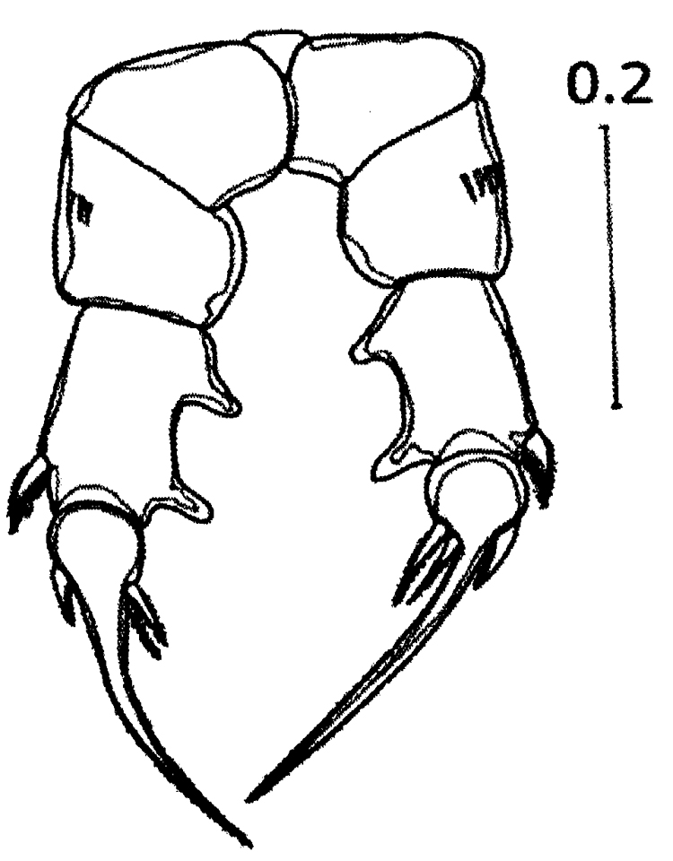 Species Pseudodiaptomus malayalus - Plate 3 of morphological figures