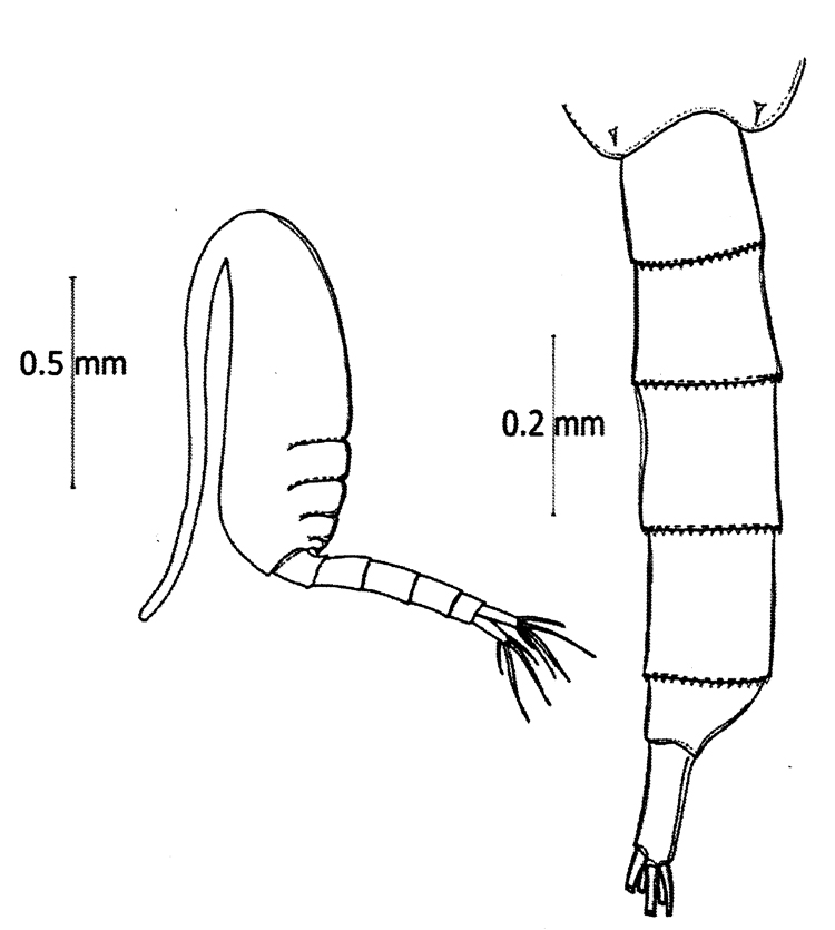 Espce Pseudodiaptomus malayalus - Planche 6 de figures morphologiques