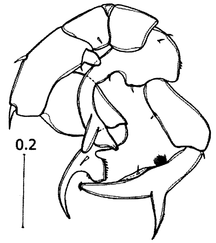 Espce Pseudodiaptomus malayalus - Planche 7 de figures morphologiques