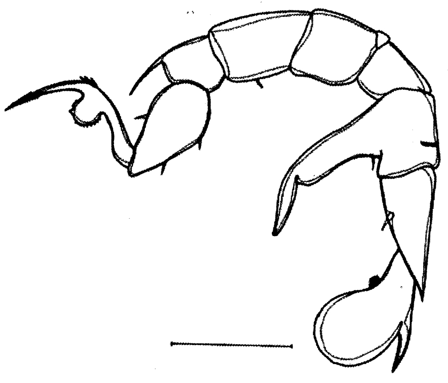 Espèce Pseudodiaptomus binghami - Planche 13 de figures morphologiques