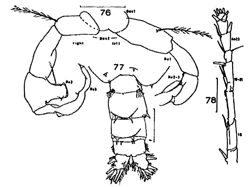 Species Acartia (Odontacartia) bowmani - Plate 7 of morphological figures