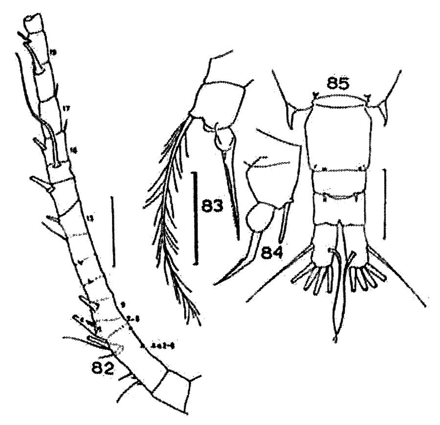 Species Acartia (Odontacartia) spinicauda - Plate 8 of morphological figures