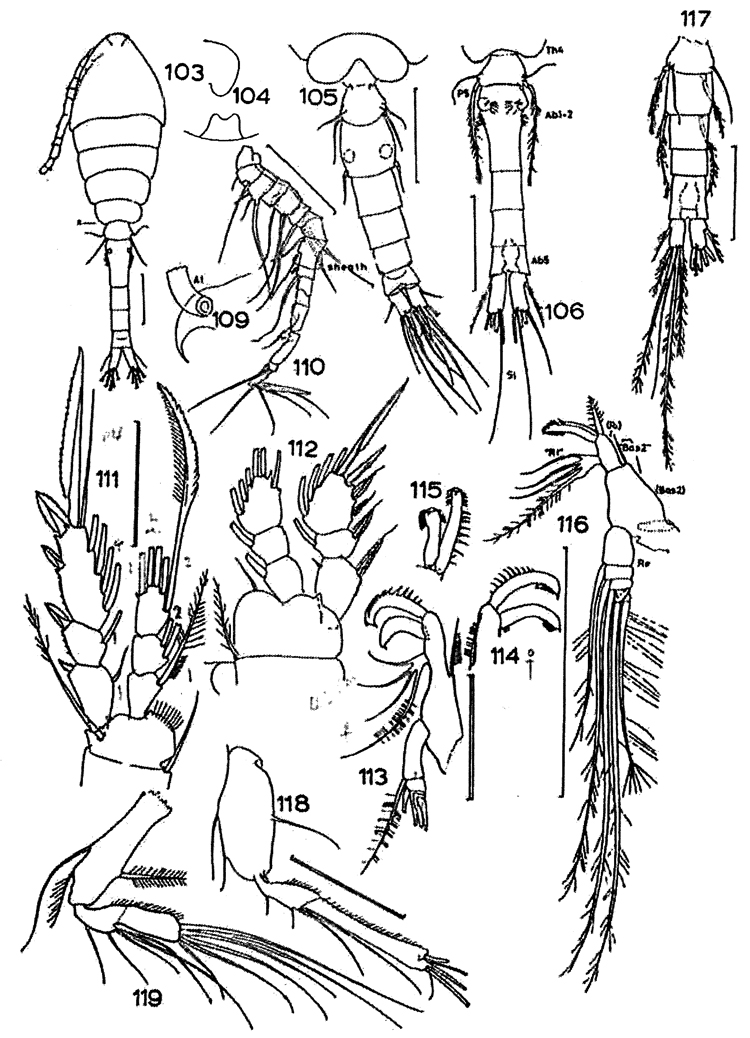 Espce Oithona brevicornis - Planche 31 de figures morphologiques