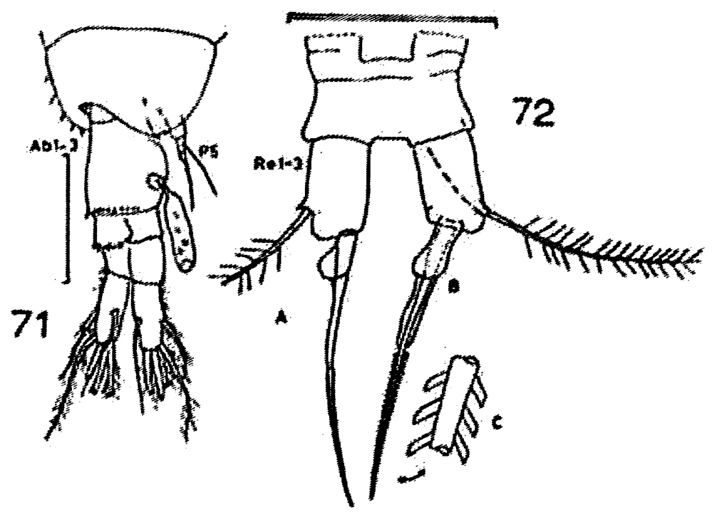 Espèce Acartia (Acanthacartia) plumosa - Planche 8 de figures morphologiques