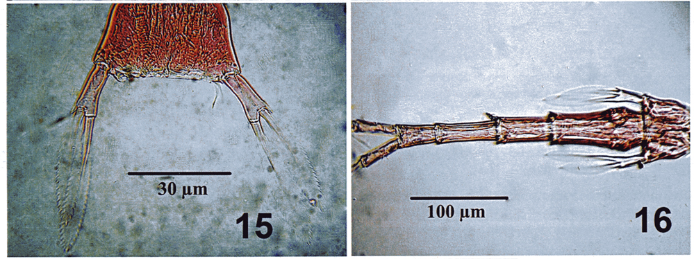 Espèce Lubbockia squillimana - Planche 9 de figures morphologiques