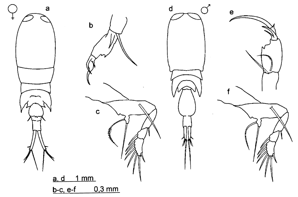 Species Corycaeus (Ditrichocorycaeus) affinis - Plate 8 of morphological figures