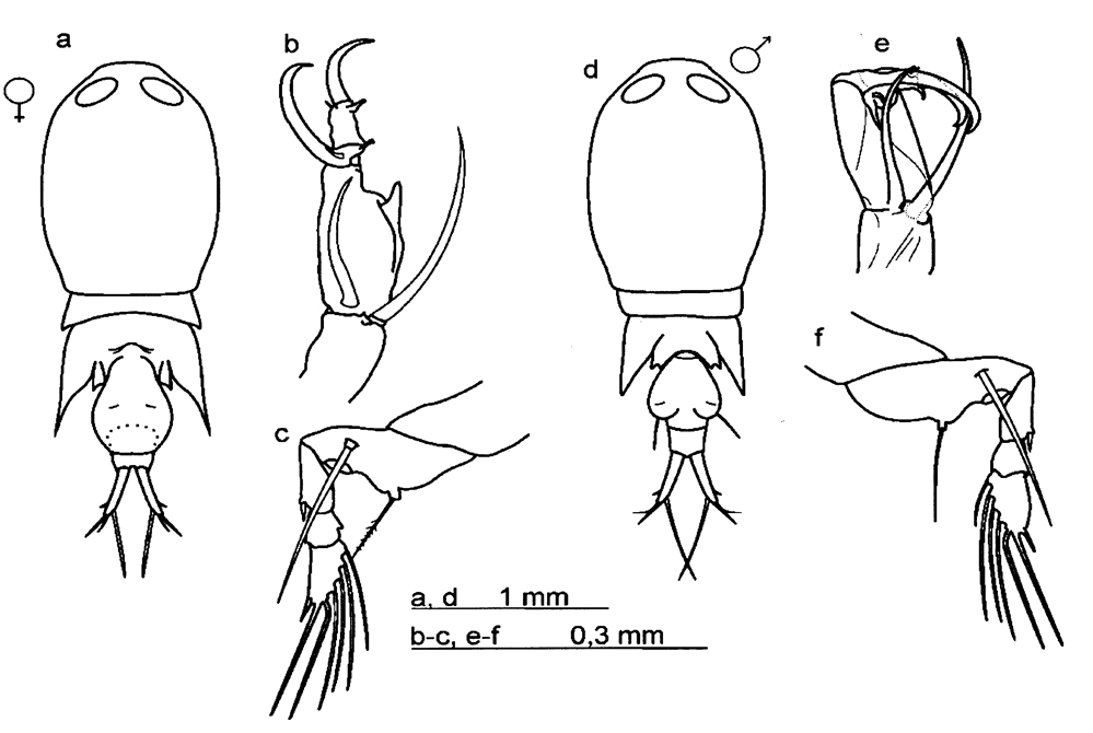 Species Corycaeus (Monocorycaeus) robustus - Plate 11 of morphological figures