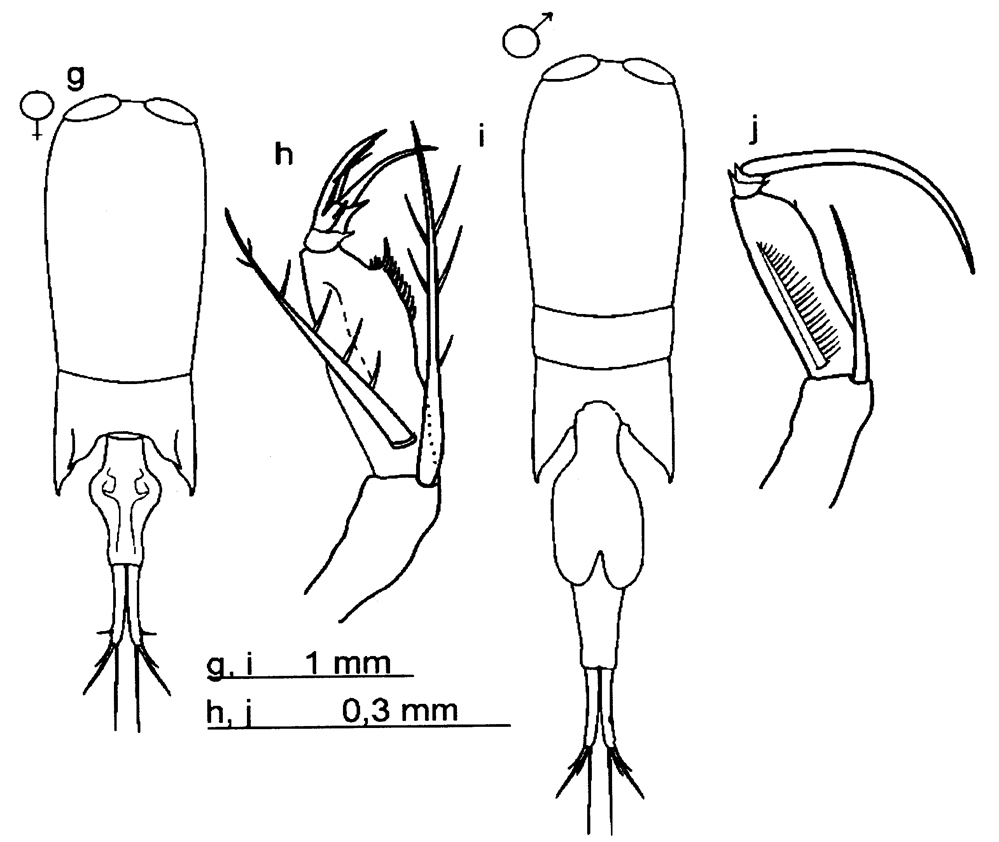 Species Farranula carinata - Plate 17 of morphological figures