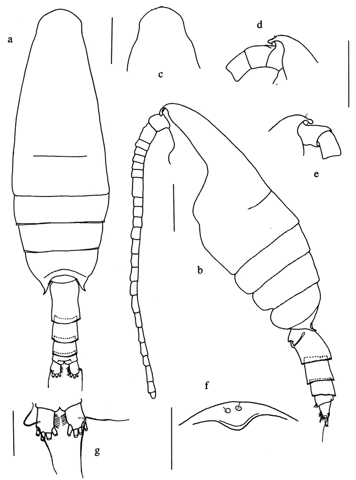 Espce Pseudeuchaeta vulgaris - Planche 1 de figures morphologiques