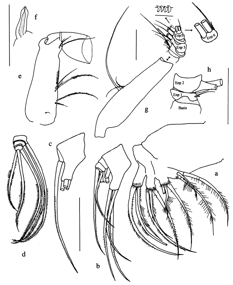 Species Pseudeuchaeta vulgaris - Plate 5 of morphological figures