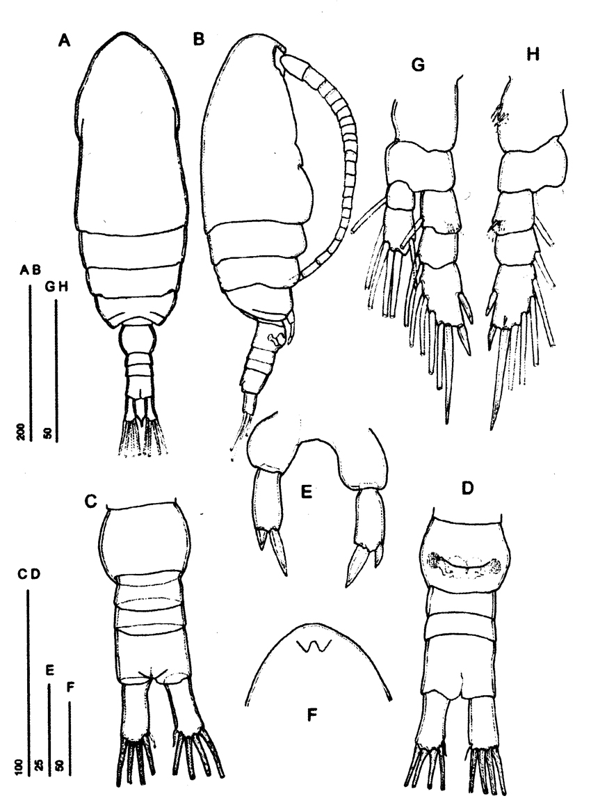 Species Parvocalanus crassirostris - Plate 25 of morphological figures