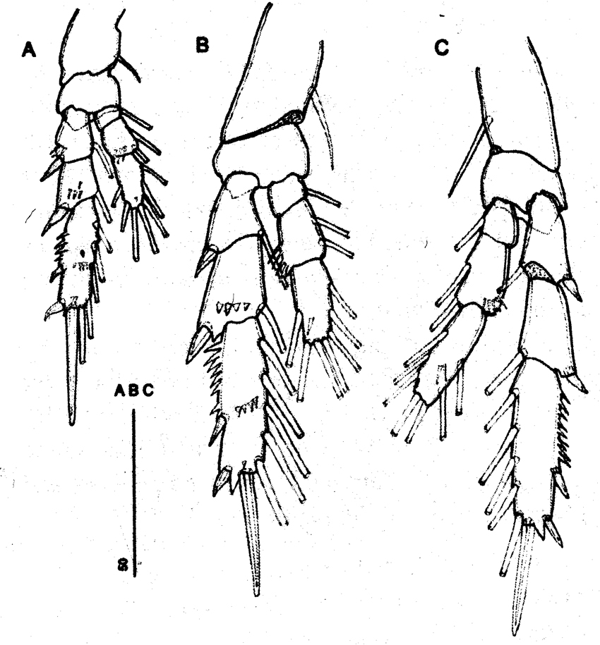 Espèce Parvocalanus crassirostris - Planche 26 de figures morphologiques