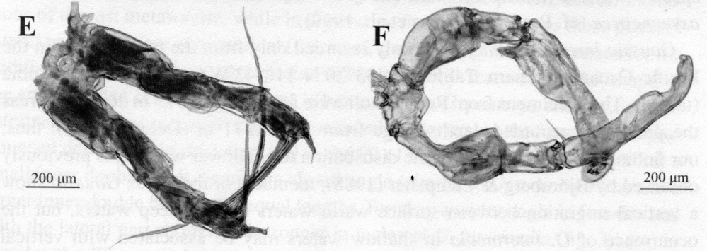Species Gaussia intermedia - Plate 8 of morphological figures