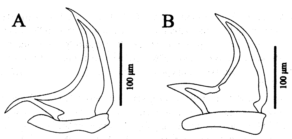 Species Gaussia intermedia - Plate 9 of morphological figures