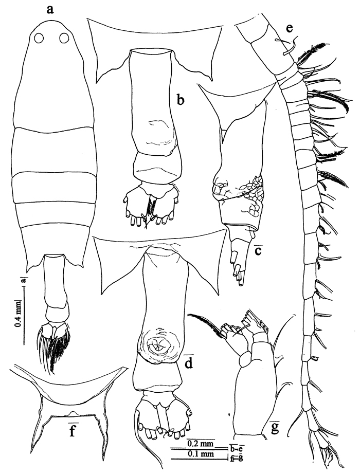 Species Labidocera kaimanaensis - Plate 1 of morphological figures