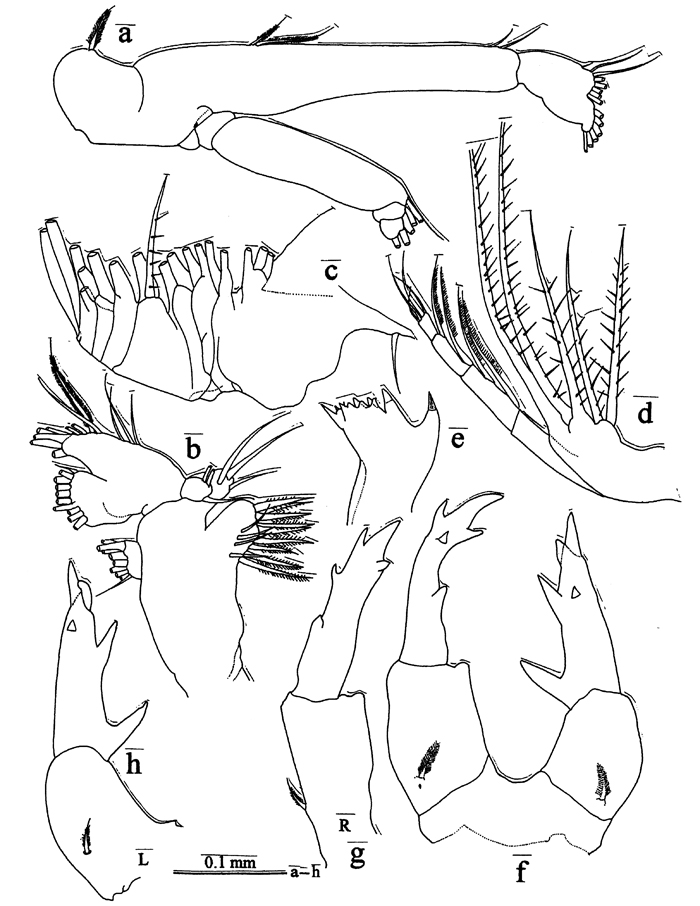 Espce Labidocera kaimanaensis - Planche 2 de figures morphologiques