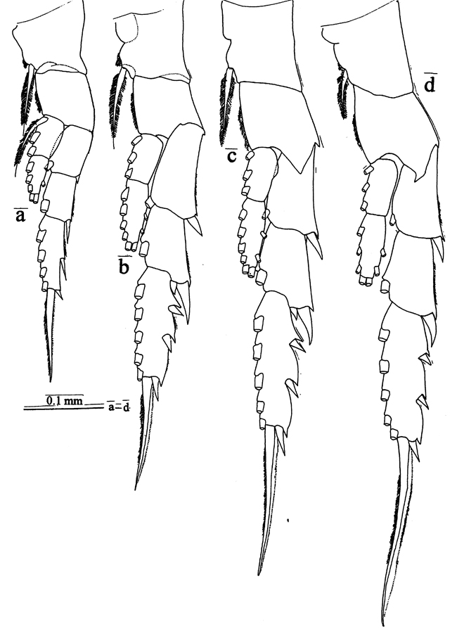 Species Labidocera kaimanaensis - Plate 3 of morphological figures
