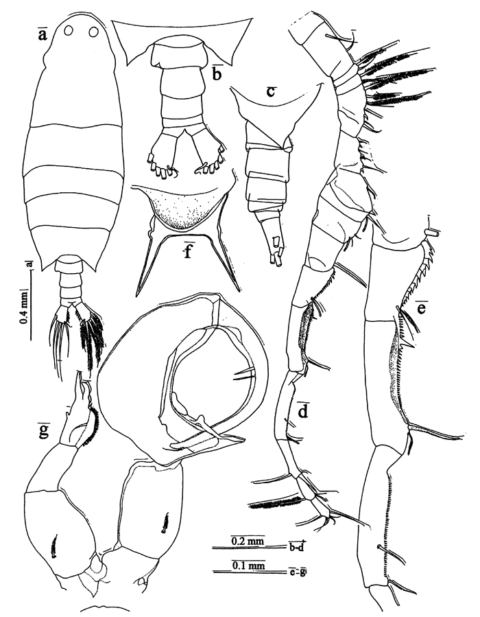 Espce Labidocera kaimanaensis - Planche 5 de figures morphologiques