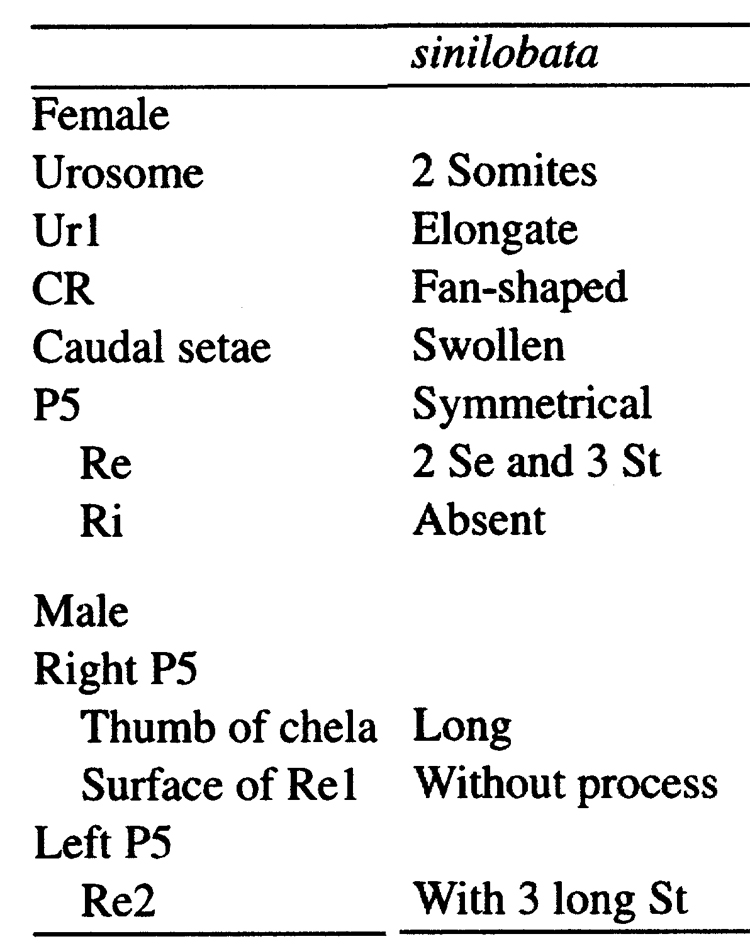Espce Labidocera sinilobata - Planche 8 de figures morphologiques