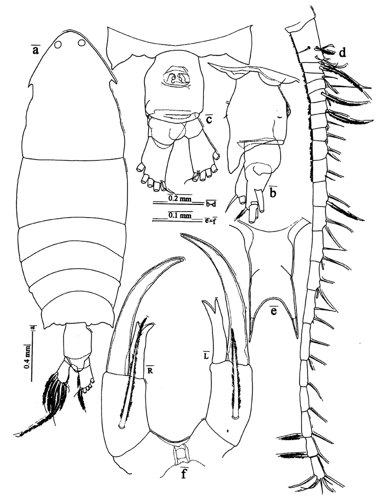 Species Pontella papuaensis - Plate 1 of morphological figures