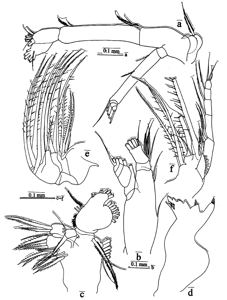 Species Pontella papuaensis - Plate 2 of morphological figures