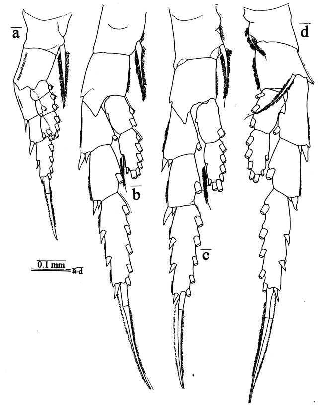 Species Pontella papuaensis - Plate 3 of morphological figures