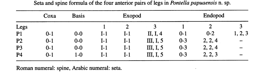 Espce Pontella papuaensis - Planche 4 de figures morphologiques