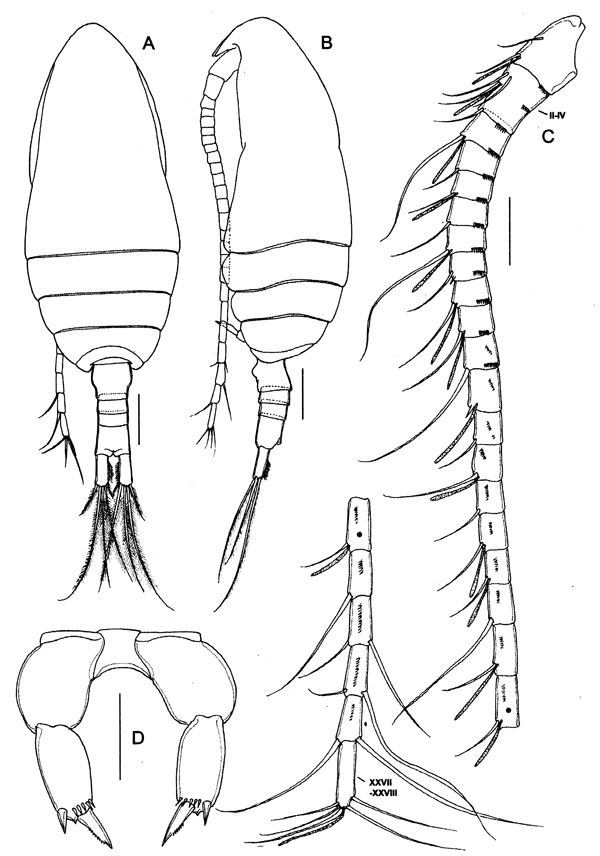 Espce Parvocalanus leei - Planche 1 de figures morphologiques