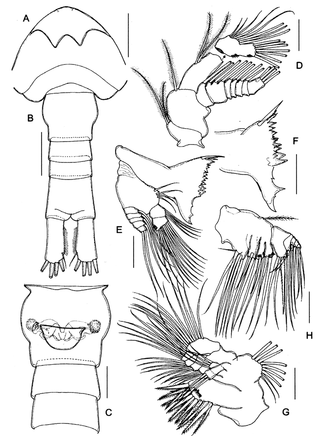 Species Parvocalanus leei - Plate 2 of morphological figures