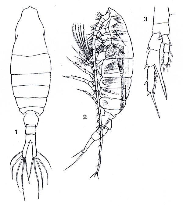 Espèce Centropages elongatus - Planche 2 de figures morphologiques