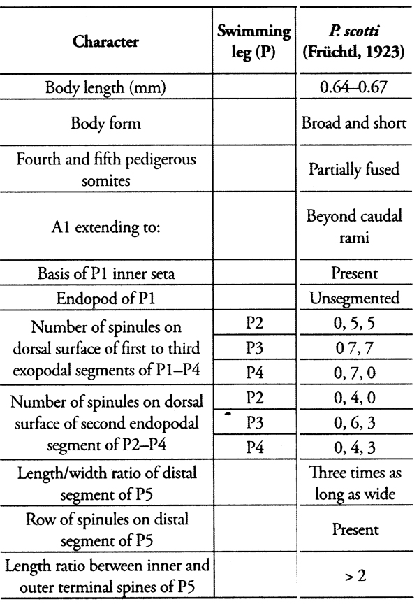 Espce Parvocalanus scotti - Planche 6 de figures morphologiques