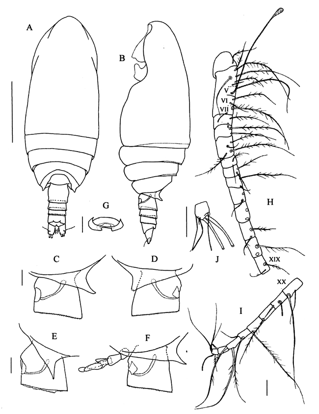 Espèce Comantenna crassa - Planche 5 de figures morphologiques