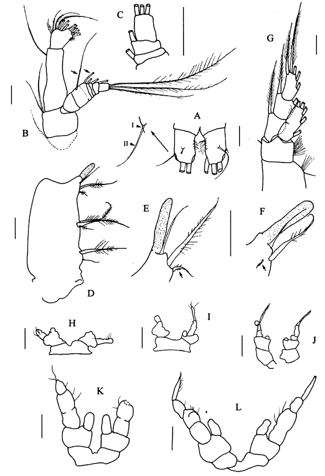 Espèce Comantenna crassa - Planche 6 de figures morphologiques