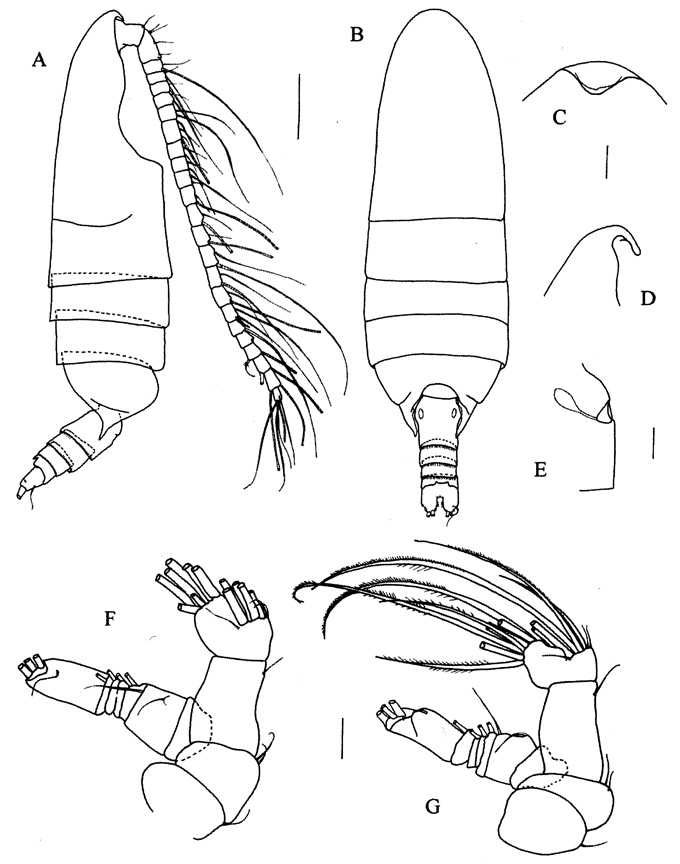 Species Crassantenna comosa - Plate 3 of morphological figures