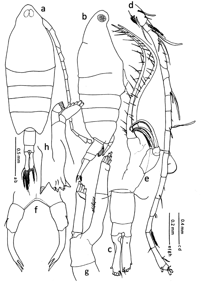 Espèce Tortanus (Atortus) sulawesiensis - Planche 1 de figures morphologiques