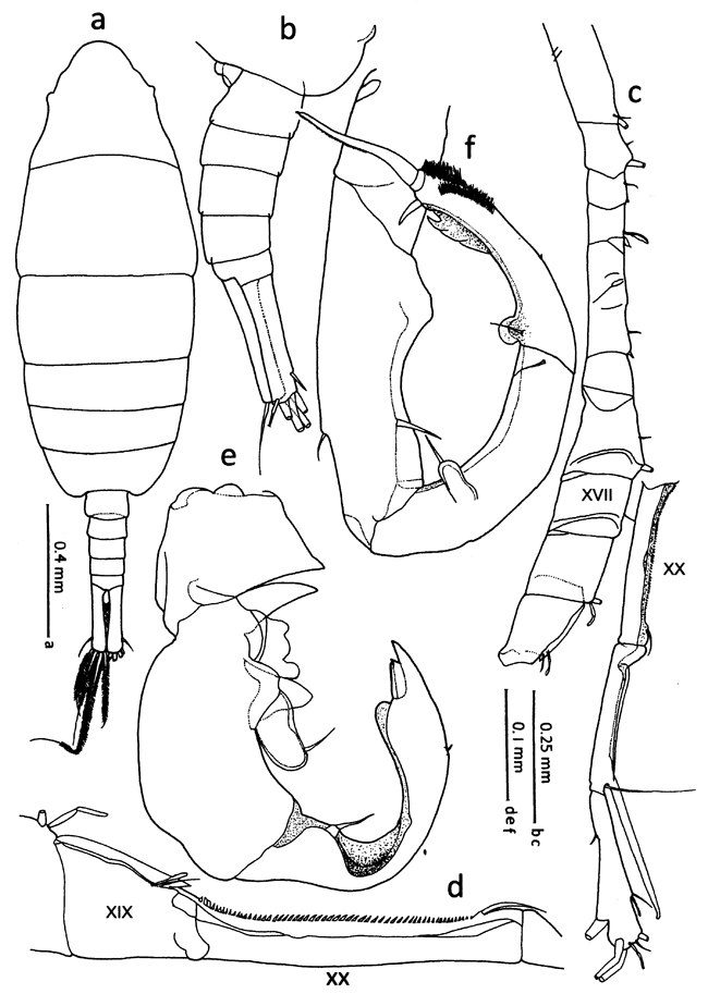 Espèce Tortanus (Atortus) sulawesiensis - Planche 4 de figures morphologiques