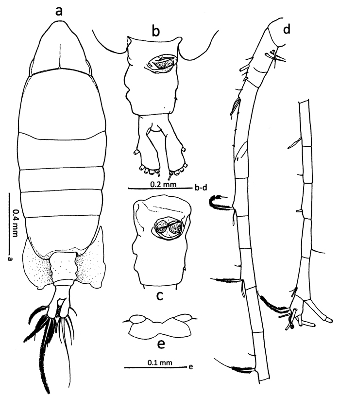 Espce Tortanus (Atortus) bilobus - Planche 1 de figures morphologiques