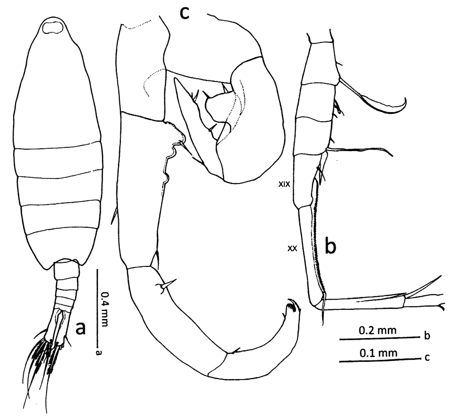 Species Tortanus (Atortus) bilobus - Plate 2 of morphological figures