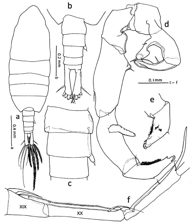 Espce Tortanus (Atortus) omorii - Planche 1 de figures morphologiques