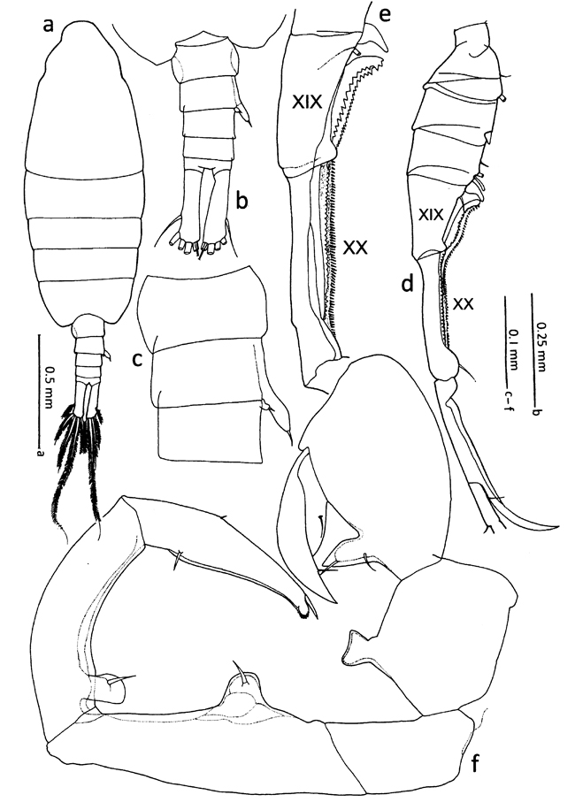 Espèce Tortanus (Atortus) indonesiensis - Planche 1 de figures morphologiques