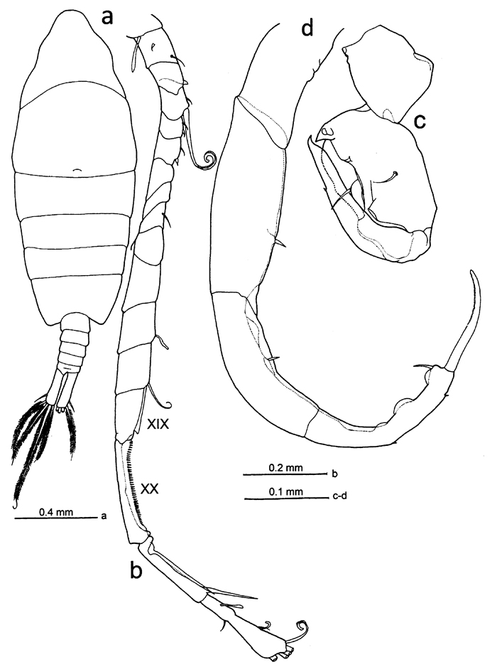 Espèce Tortanus (Atortus) manadoensis - Planche 1 de figures morphologiques