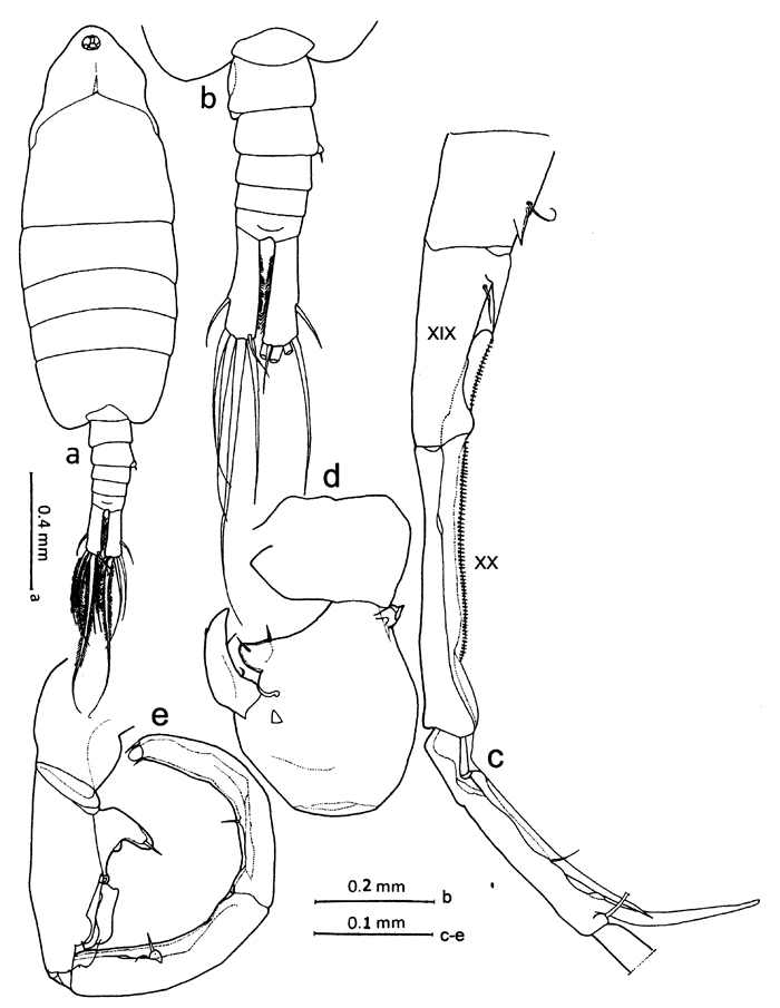 Espèce Tortanus (Atortus) lukmani - Planche 1 de figures morphologiques