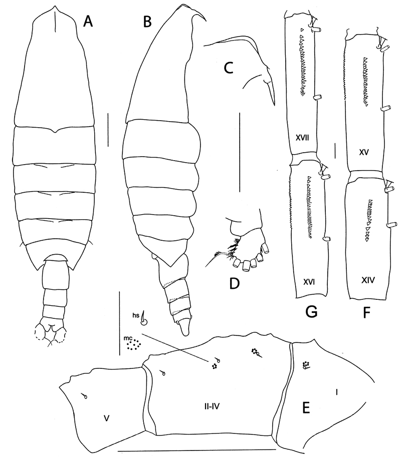 Espce Megacalanus frosti - Planche 1 de figures morphologiques