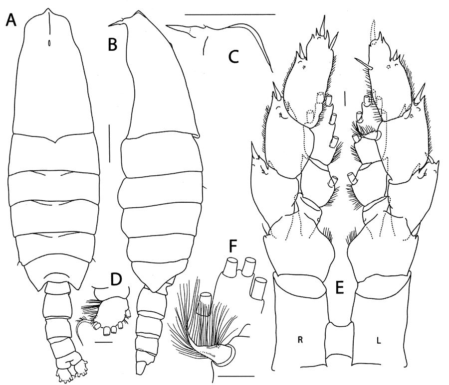 Espce Megacalanus frosti - Planche 2 de figures morphologiques
