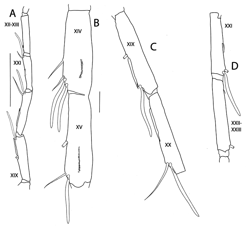 Espce Megacalanus frosti - Planche 3 de figures morphologiques