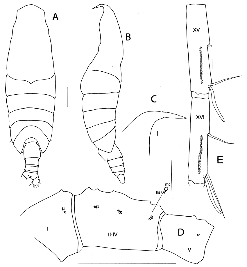 Espce Megacalanus ericae - Planche 1 de figures morphologiques