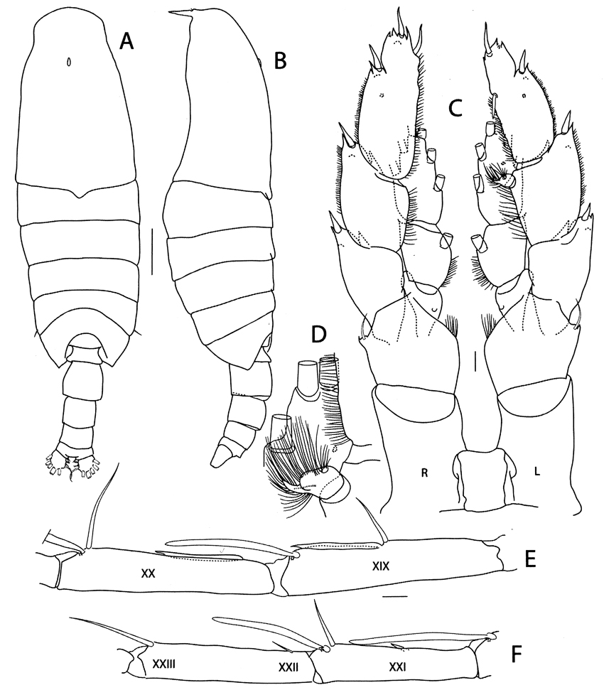 Species Megacalanus ericae - Plate 2 of morphological figures