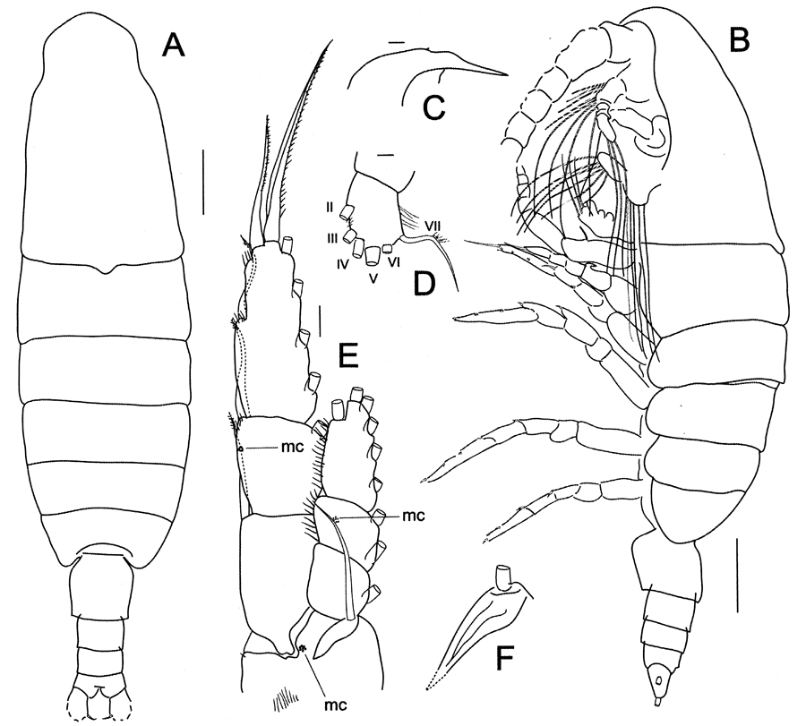 Espce Megacalanus ohmani - Planche 1 de figures morphologiques