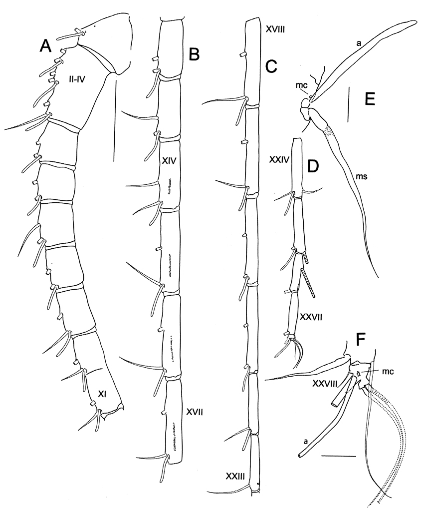 Espce Megacalanus ohmani - Planche 2 de figures morphologiques