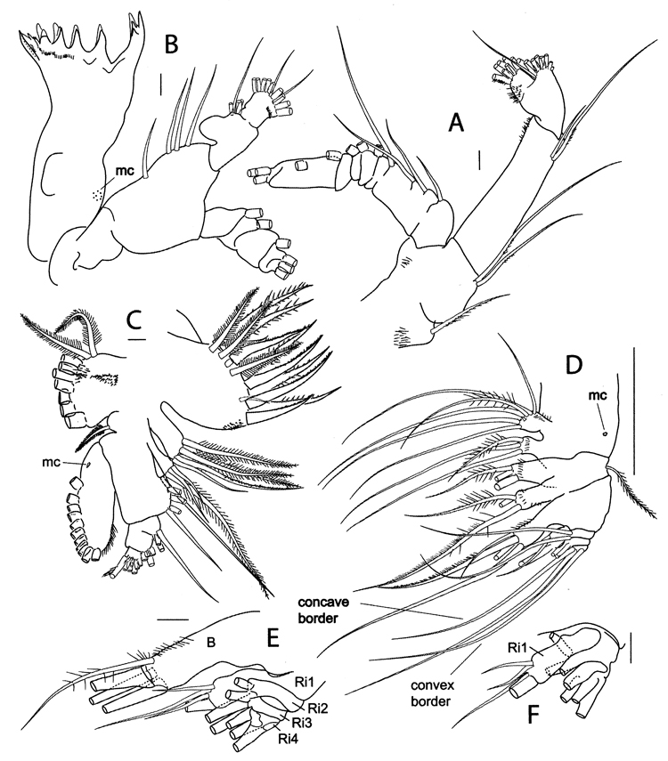 Espce Megacalanus ohmani - Planche 3 de figures morphologiques